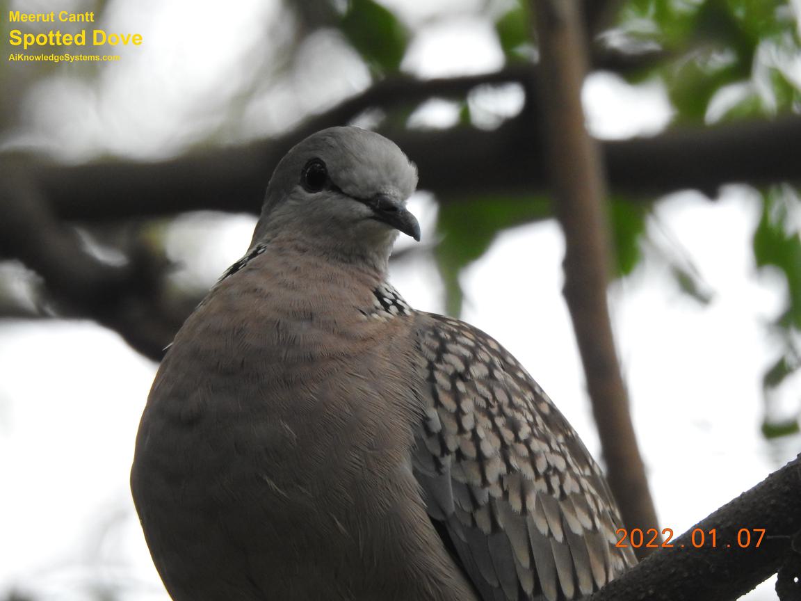 Dove Spotted (63) Coming Soon